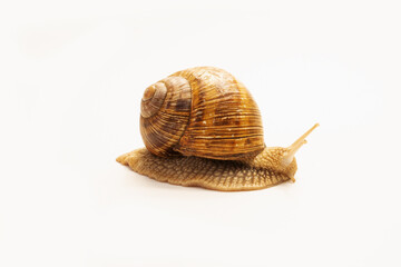 Crawling snail with its shell on white