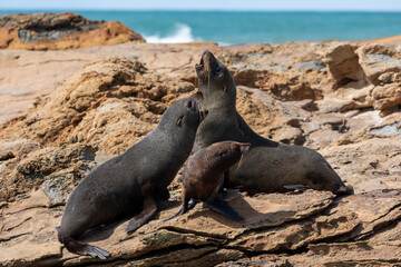 A family group of Seals on the rocks at Shag Point