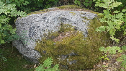 Stone and green moss in the forest for the background
