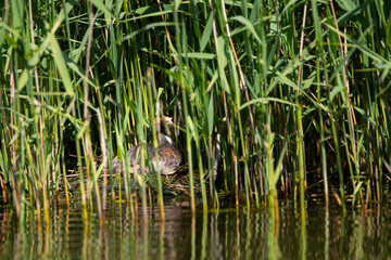 Haubentaucher (Podiceps cristatus) im Schilf auf seinem Nest, Niederlande, Europa
