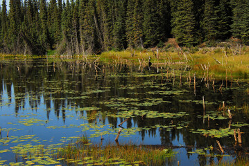 Fototapeta na wymiar Alaska- Beautiful Reflections in a Lily Pond- Wrangell