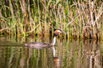 Haubentaucher (Podiceps cristatus) Niederlande, Europa