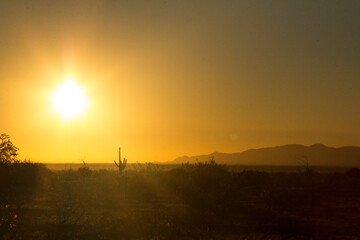 Fototapeta na wymiar A saguaro cactus under the hot desert sun