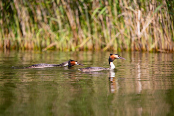Haubentaucher Paar (Podiceps cristatus) Niederlande, Europa