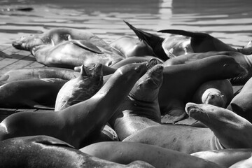 Sea Lions on a wooden dock in San Francisco