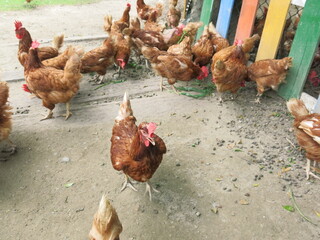 the group of hens are looking for something to eat