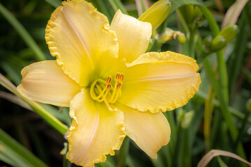 Fototapeta premium Yellow daylily on a sunny day morning