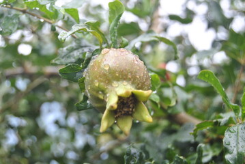 pomegranate on the tree