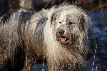 Dog hunt in the swamp.