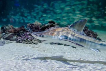 Shark and fish tank in an aquarium visited by tourists.