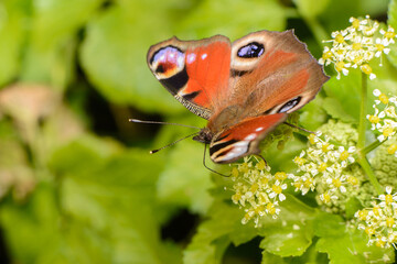 A Peacock Butterfly. The scientific name Aglais io. This one is feeding on Cow Parsley pollen or nectar.