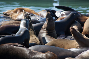 Sea Lions on a wooden Dock