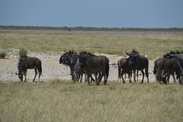 Naklejka na ściany i meble A group of Wildebeest with their calves playing in Etosha National Park, Namibia