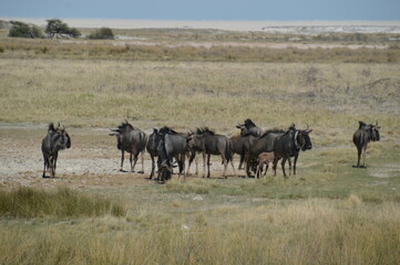 Fototapeta premium A group of Wildebeest with their calves playing in Etosha National Park, Namibia