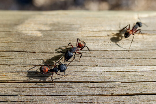 Macro of several queen ants looking for a mate to make a nest.