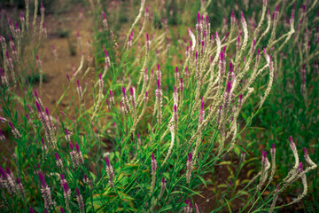 Close up natural background The blur of the flowers that grow naturally (cockscomb flowers) near the lake or the sea, beautiful colors.
