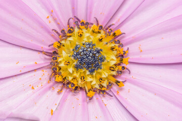 A close up image of the reproductive parts of an Osteospermum flower.