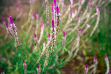 Obraz premium Close up natural background The blur of the flowers that grow naturally (cockscomb flowers) near the lake or the sea, beautiful colors.