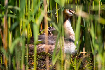 Haubentaucher (Podiceps cristatus) sitzt auf seinem Nest bim Schilf, Niederlande, Europa