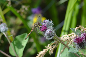 a large dragonfly on a bright thistle flower