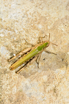 A Close Up Image Of A Tiny Green Grasshopper In Kent, UK