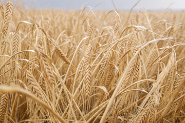 Fototapeta na wymiar Detail of dry ears of wheat in a Mediterranean plantation.