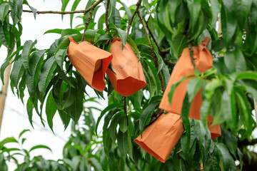 袋掛けされた岡山の白桃