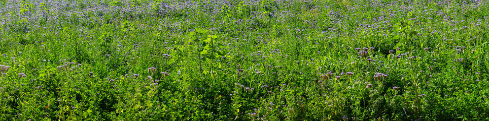 Fototapeta na wymiar Panorama of a meadow with purple tansy and different wild flowers filling the frame