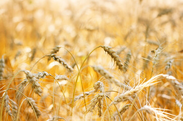 Yellow gold field of ripening wheat