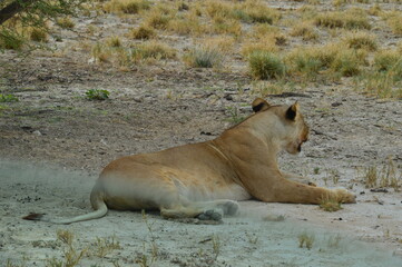 African lions hunting for zebras and ostriches in Etosha National Park, Namibia