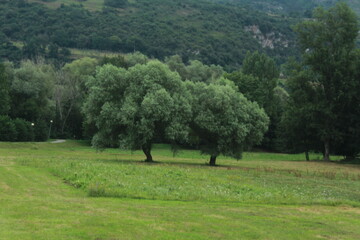 landscape with trees in Navarra, Spain