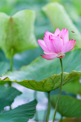 ハスとミツバチ