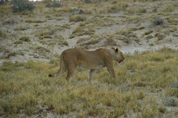 African lions hunting for zebras and ostriches in Etosha National Park, Namibia