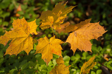 A close up image of Maple leaves in Autumn . These have turned a beautiful orange colour.