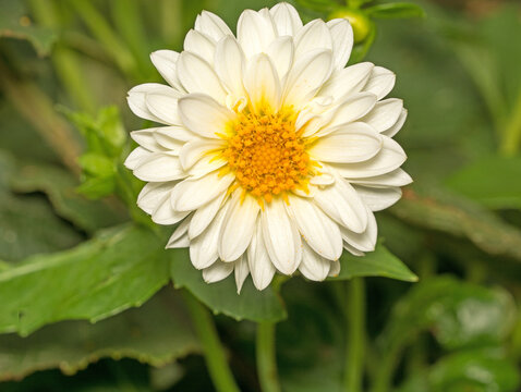 A close up image of a beautiful White Boder Dahlia in August.