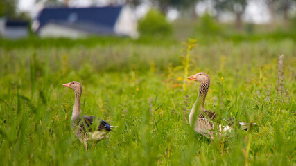 Graugans (Anser anser) Niederlande, Europa