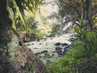 the river flow is quite heavy with the surrounding forest