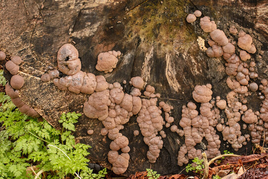 The Fungus Daldinia concentrica commonly called King Alfred's cakes fungi.