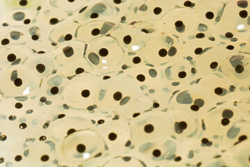 A large mass of Frog Spawn Jelly floating in a pond in Kent, UK.