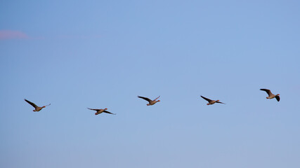 Graugänse (Anser anser) am Himmel, Niederlande, Europa