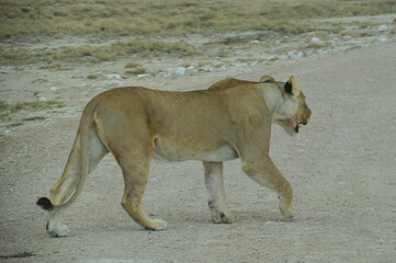 Naklejka premium African lions hunting for zebras and ostriches in Etosha National Park, Namibia