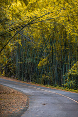 Obraz premium The blurry abstract background of bamboo trees that make up the tunnel between the roads, the beauty of nature while traveling, with cool breezes.