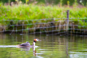 Haubentaucher (Podiceps cristatus) mit Jungem, Niederlande, Europa