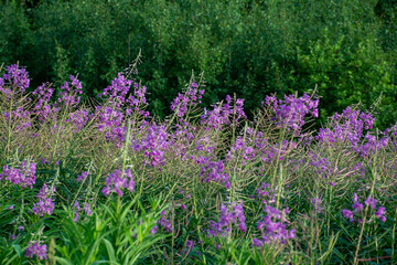Naklejka premium Willow-herb flowers grow on a green meadow