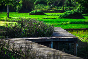 Fototapeta na wymiar The panoramic background of the green rice fields, with wooden bridges to walk in the scenery and the wind blows through the cool blurred while traveling.