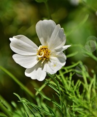 white flower in the garden
