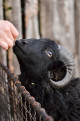 Eating Cute Ram Photography