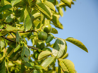 Fototapeta premium Walnuts ripening on the tree in August in Kent, England, UK.