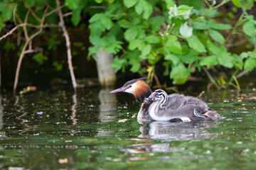 Haubentaucher (Podiceps cristatus) mit Nachwuchs, Niederlande, Europa