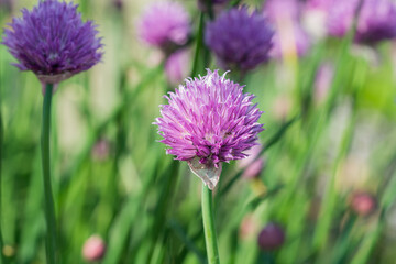 Chive flowers gently swaying in the breeze.